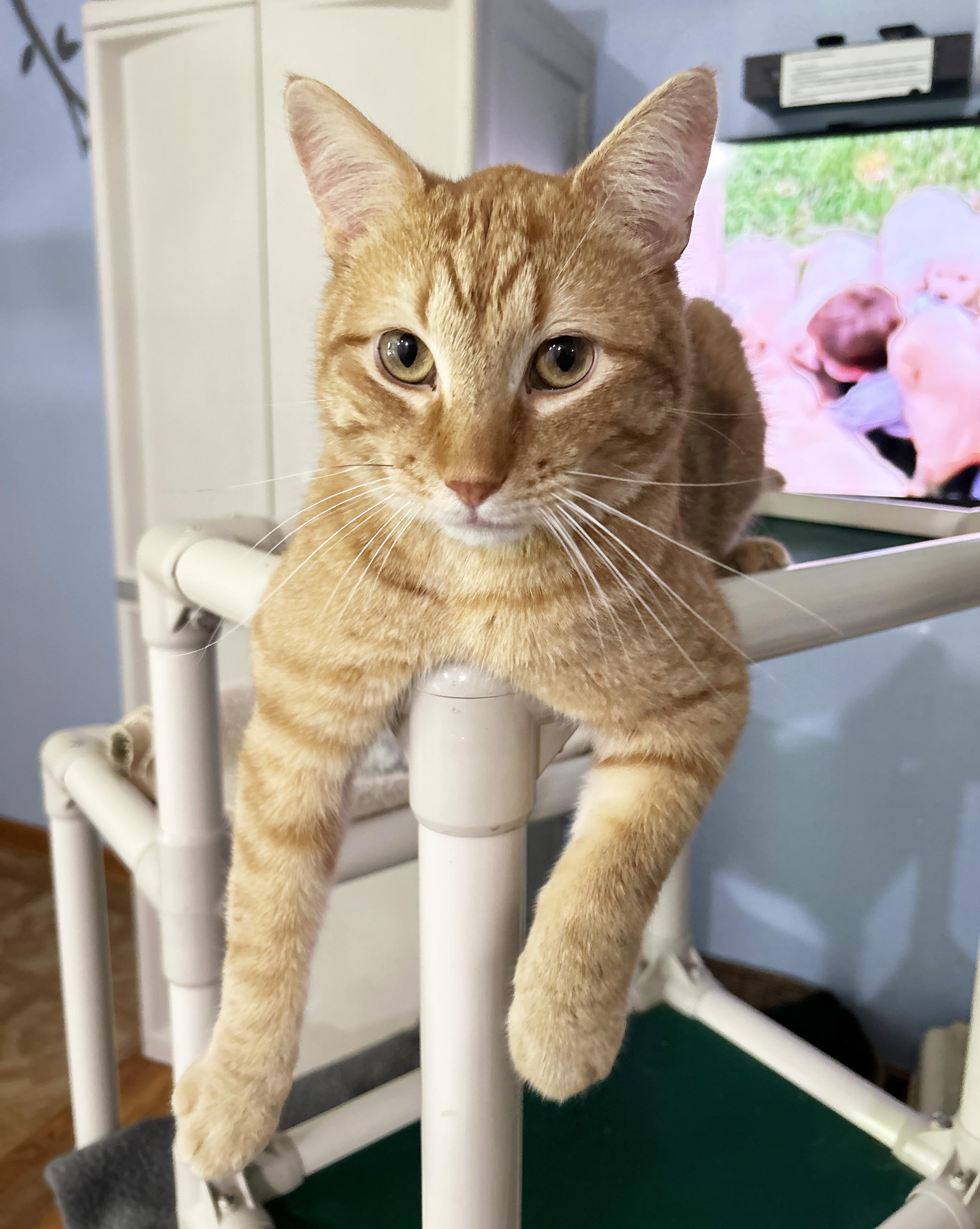 Enlarge Vecna, a Adoptable Tabby in Parkville, MO image 2/5
