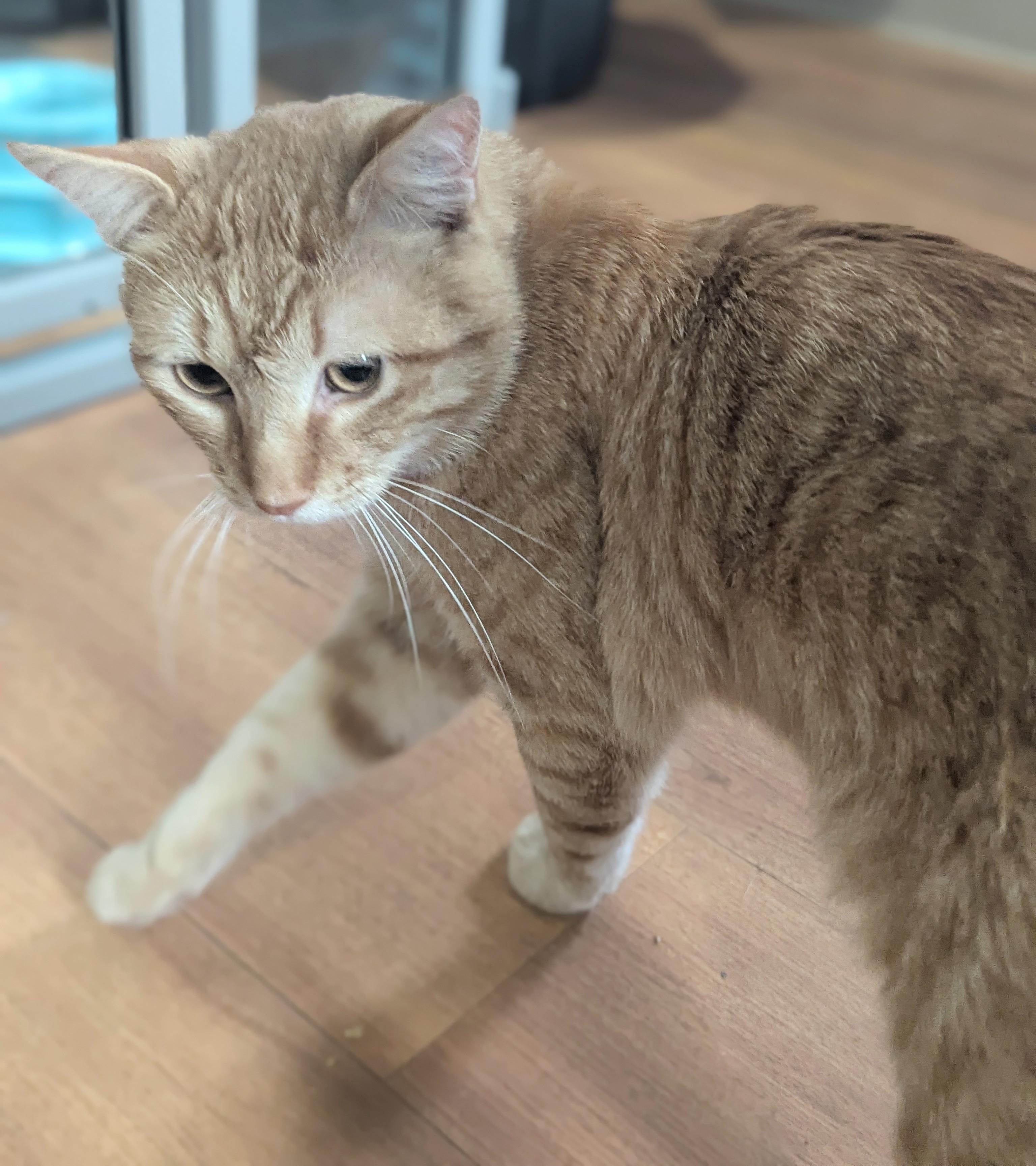 Enlarge Vecna, a Adoptable Tabby in Parkville, MO image 6/6