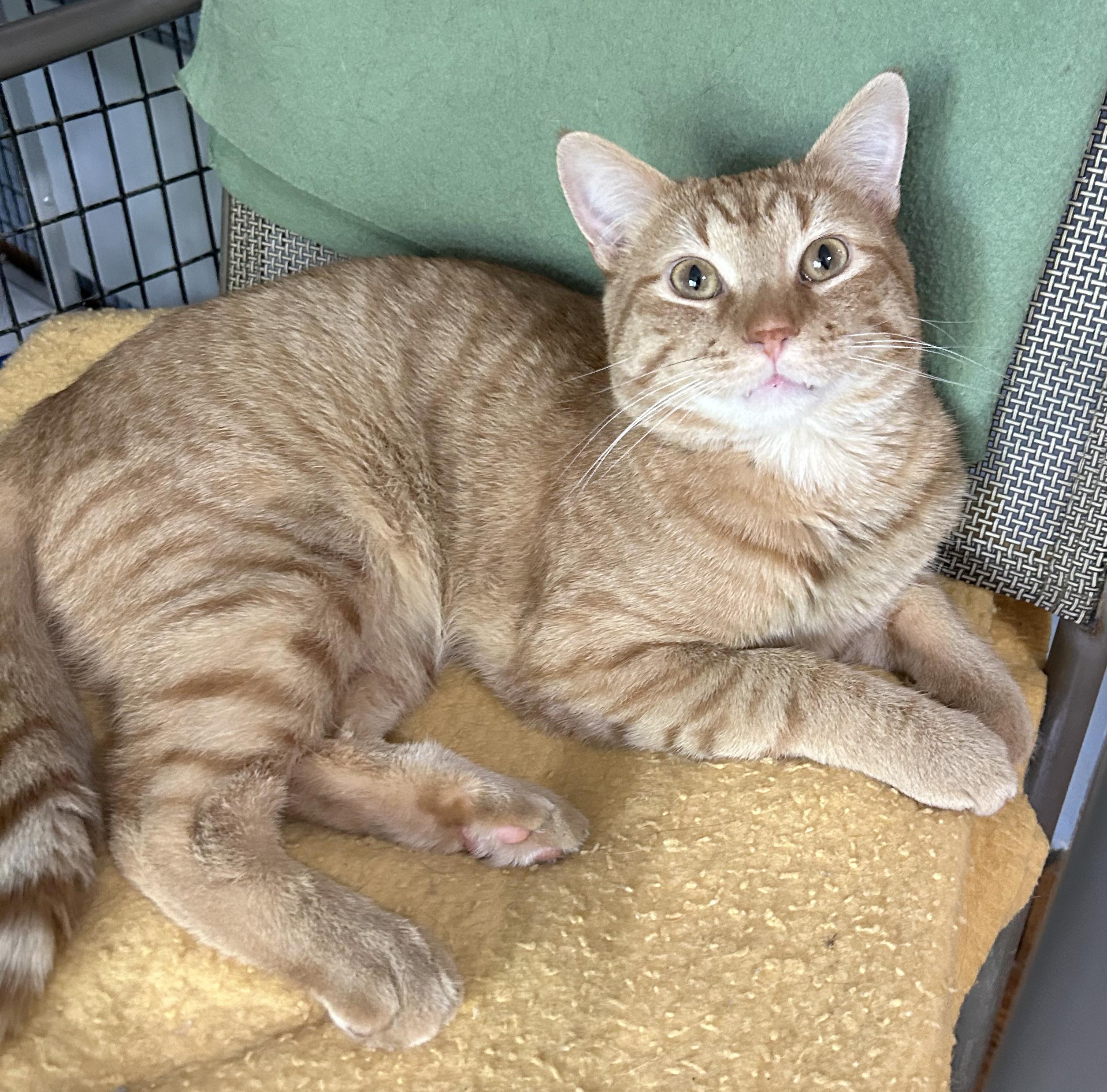 Enlarge Vecna, a Adoptable Tabby in Parkville, MO image 6/6