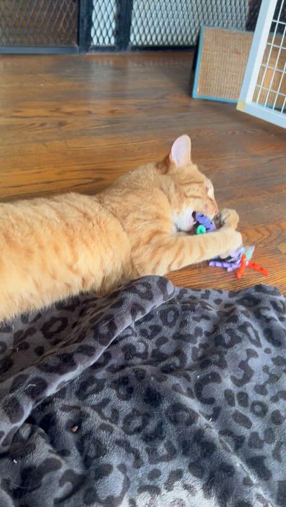 Enlarge Vecna, a Adoptable Tabby in Parkville, MO video 5/6