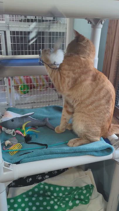 Enlarge Vecna, a Adoptable Tabby in Parkville, MO video 5/5