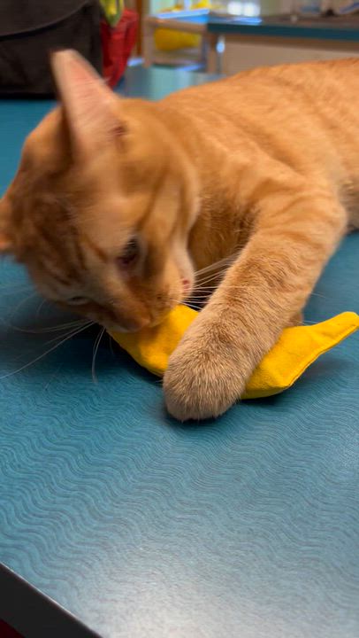 Enlarge Vecna, a Adoptable Tabby in Parkville, MO video 6/6