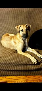 Enlarge Lola, a Adoptable Shepherd in Mentone, CA image 1/1