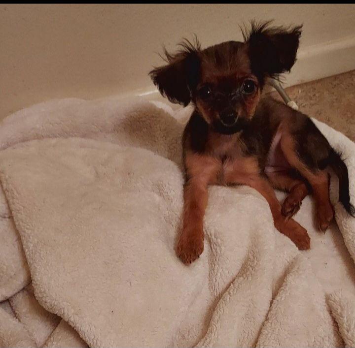 Enlarge Lola, a Adoptable mixed breed in Mentone, CA image 1/1