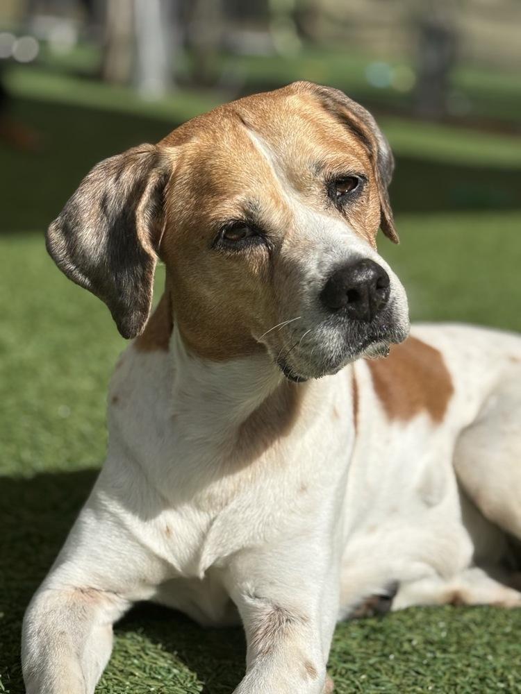 Enlarge 2. Brookie, a Adoptable mixed breed in Winter Garden, FL image 3/6