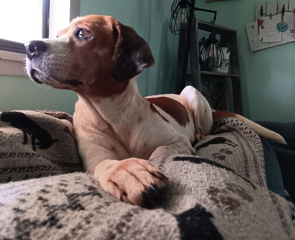 Enlarge 2. Brookie, a Adoptable mixed breed in Winter Garden, FL image 5/6