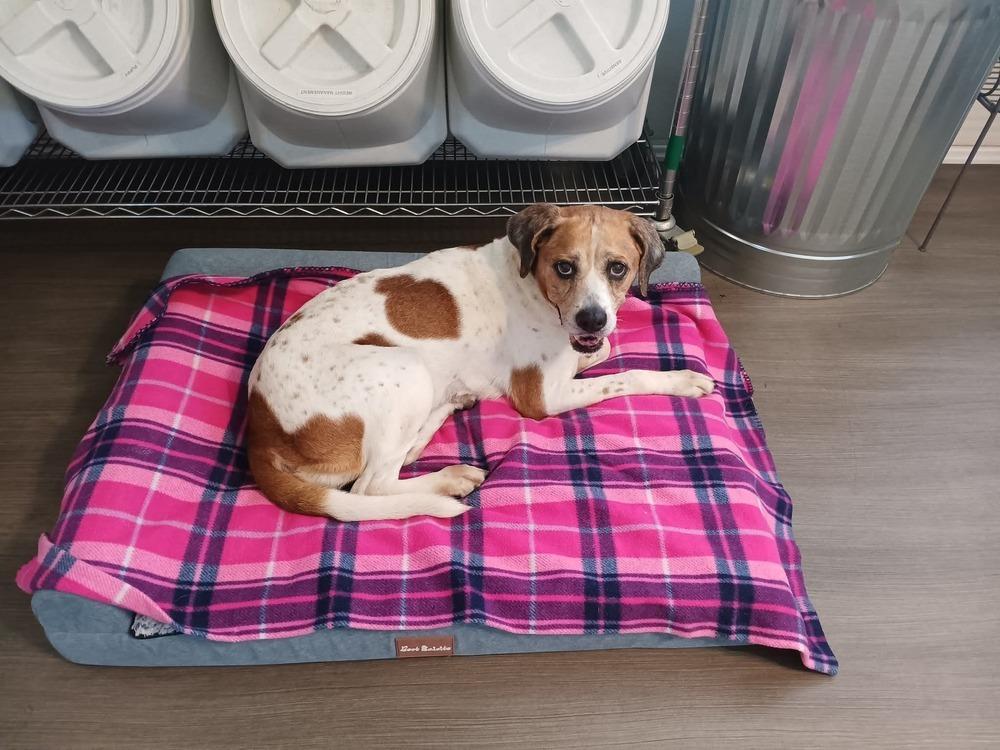 Enlarge 2. Brookie, a Adoptable mixed breed in Winter Garden, FL image 6/6