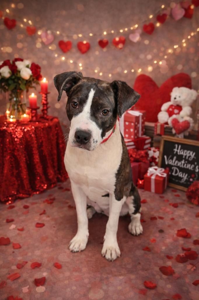 Lumi, Adopted, Young Female Boxer & American Staffordshire Terrier.