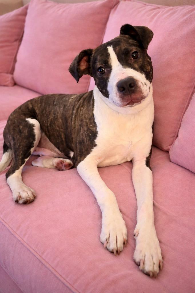 Enlarge Lumi, a Adopted mixed breed in Valparaiso, IN image 2/4