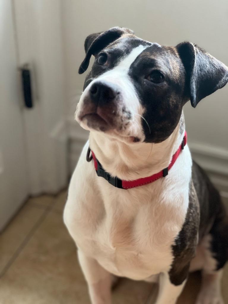 Enlarge Lumi, a Adopted mixed breed in Valparaiso, IN image 4/4