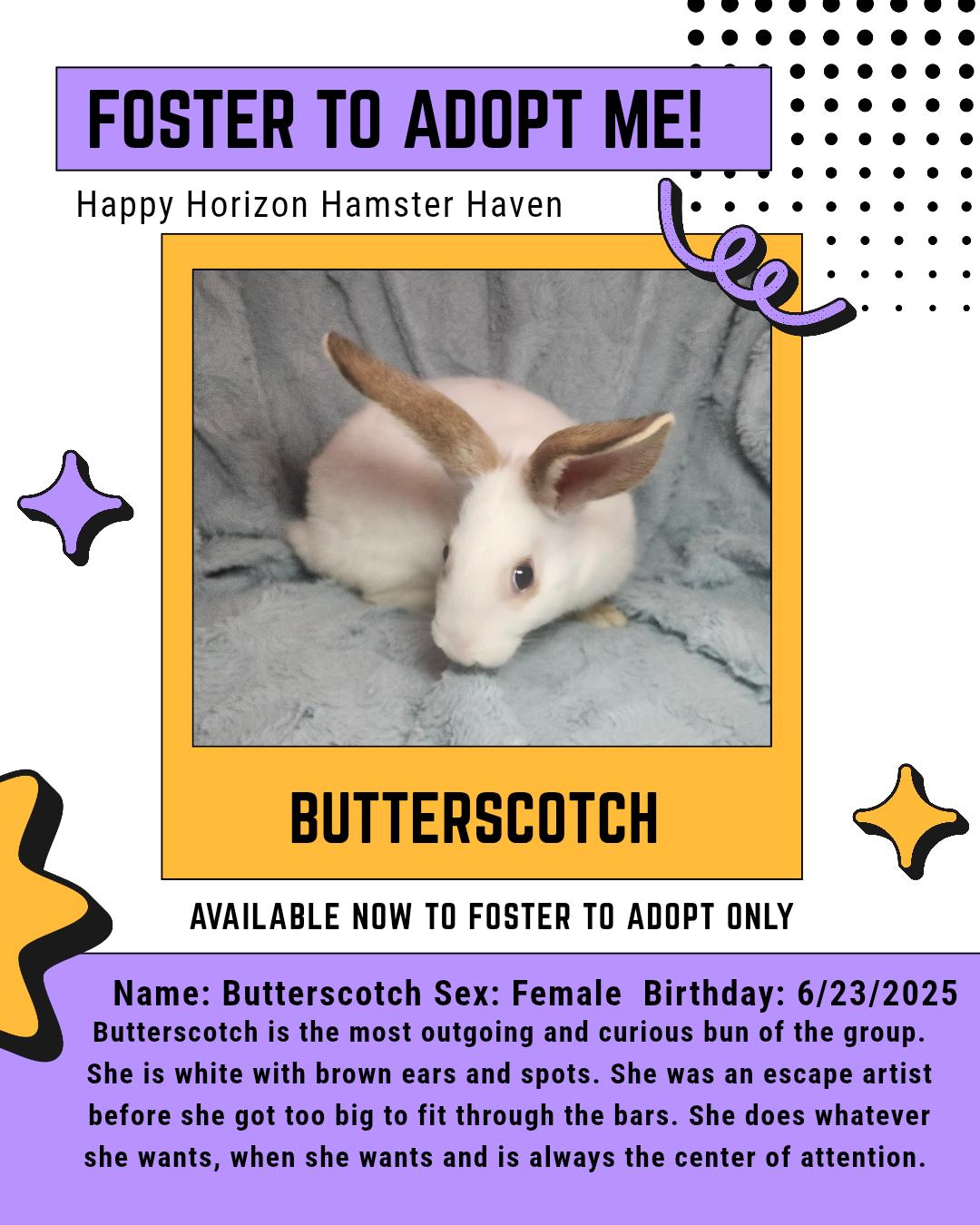 Enlarge Butterscotch, a Adoptable American image 1/1