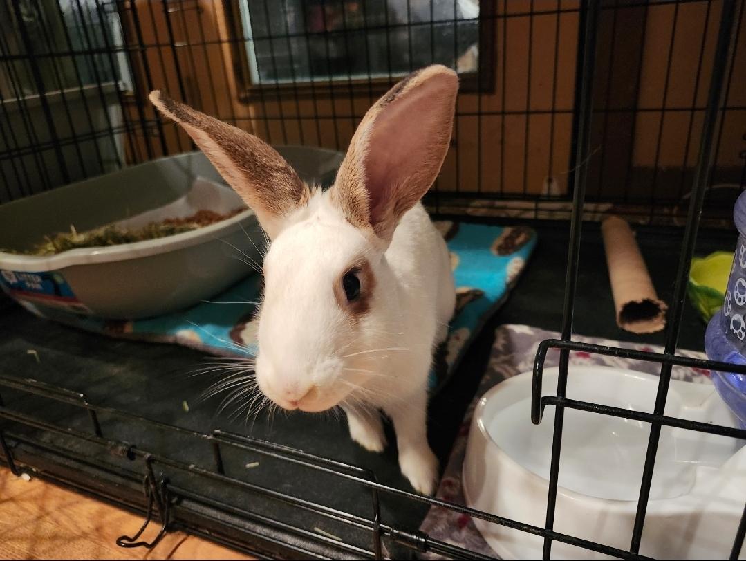 Butterscotch, Adoptable, Young Female American.