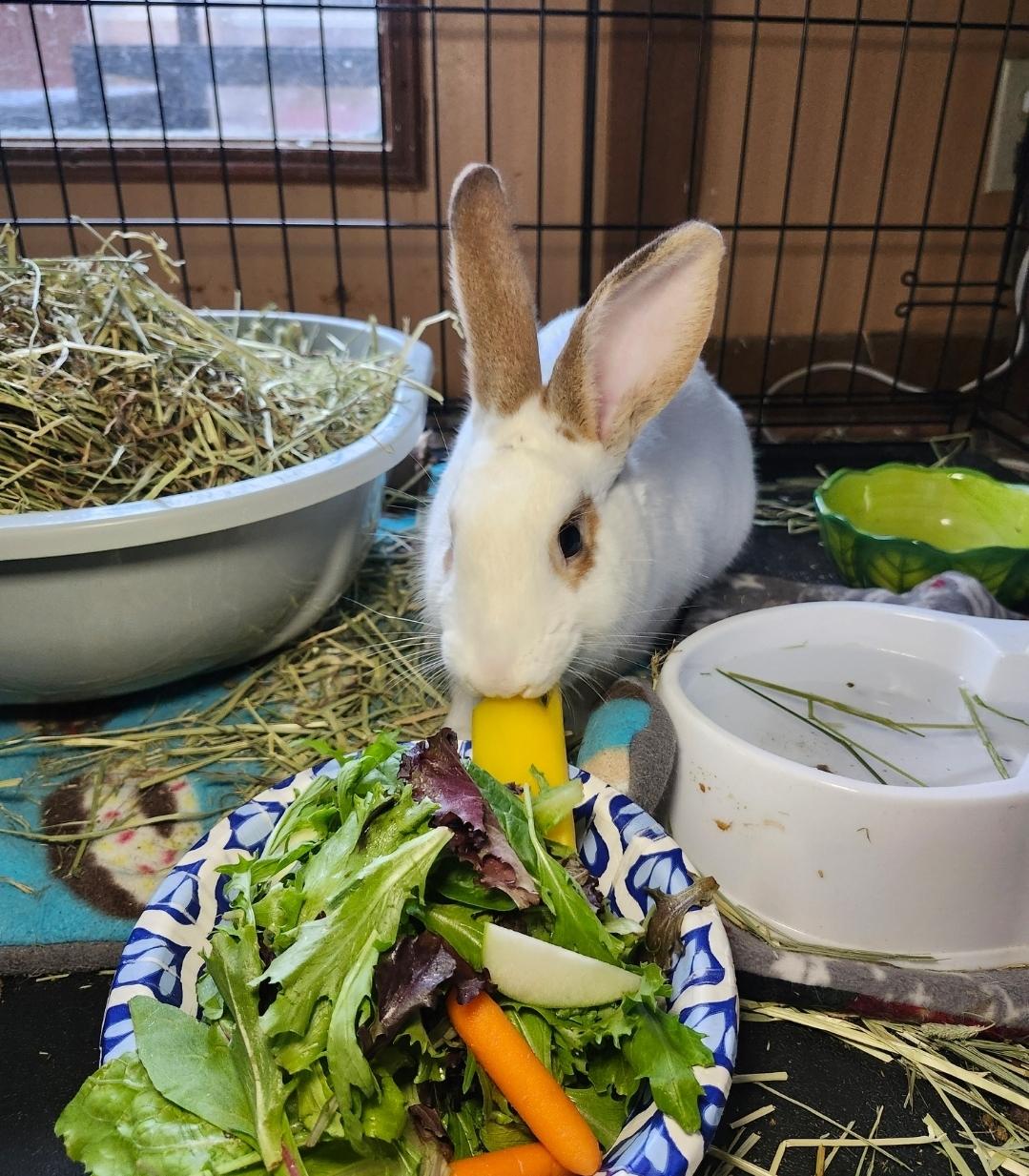 Enlarge Butterscotch, a Adoptable American in West Chester, OH image 2/2