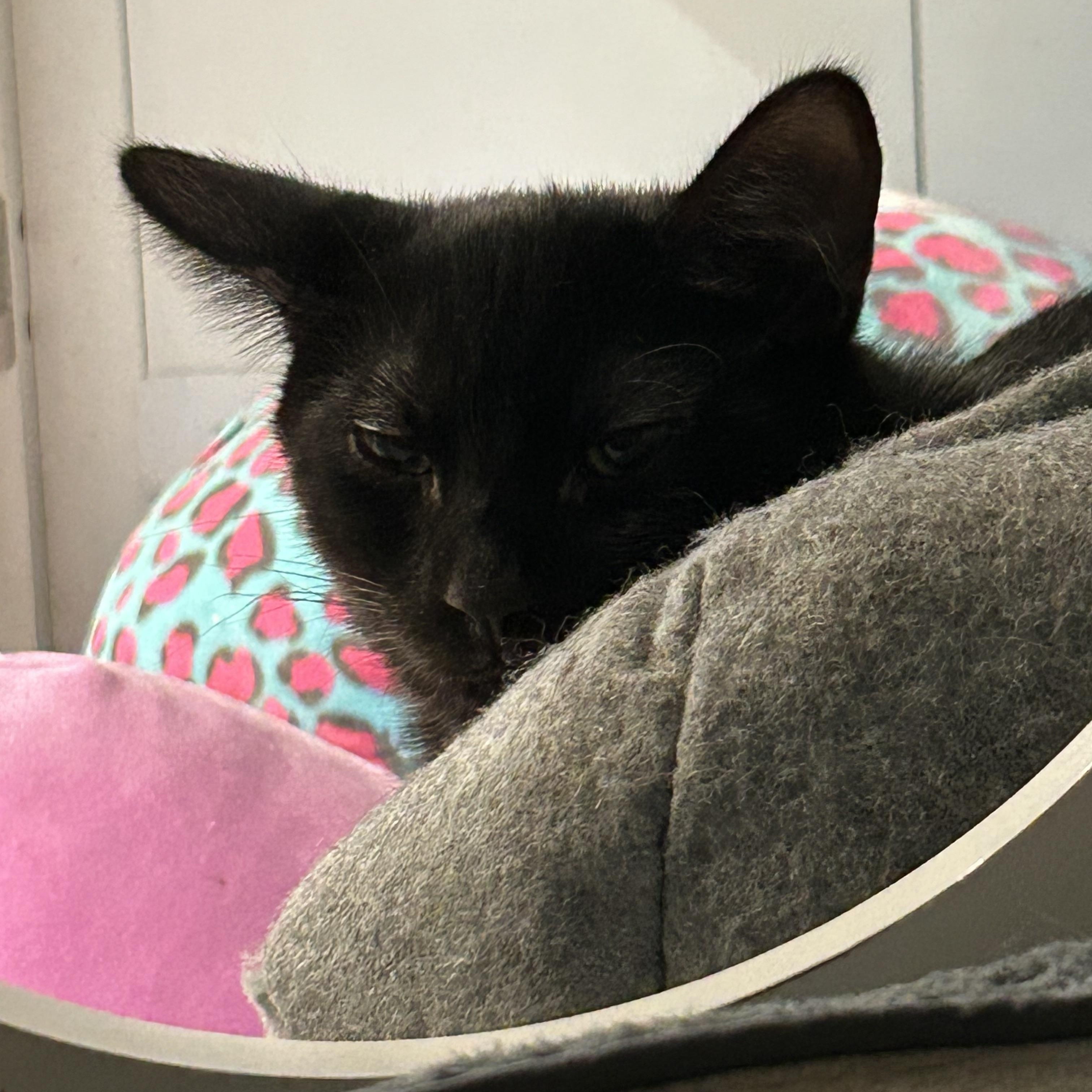 Coco, Adopted, Young Female Domestic Short Hair.