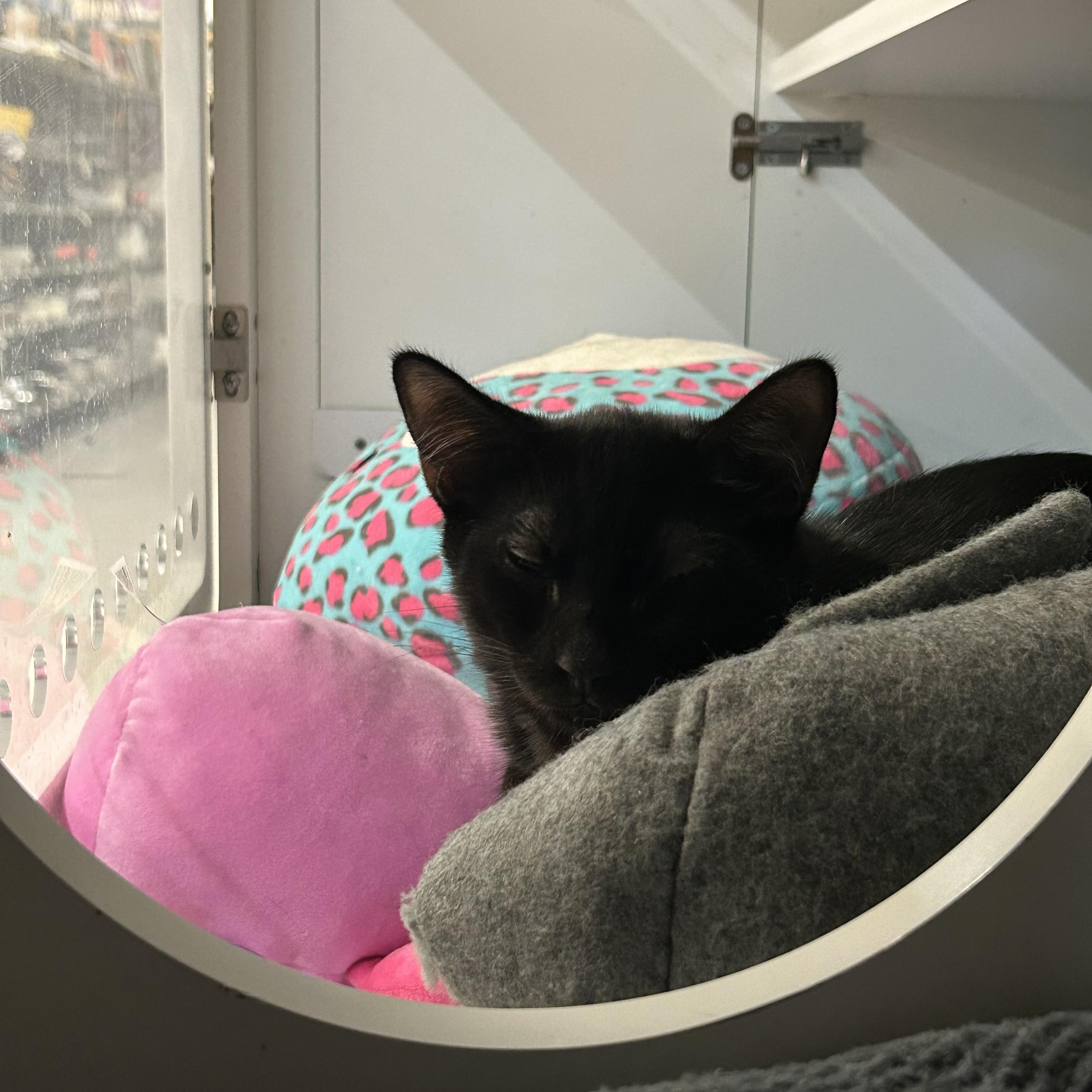 Enlarge Coco, a Adopted Domestic Short Hair in Brooklyn, NY image 2/2