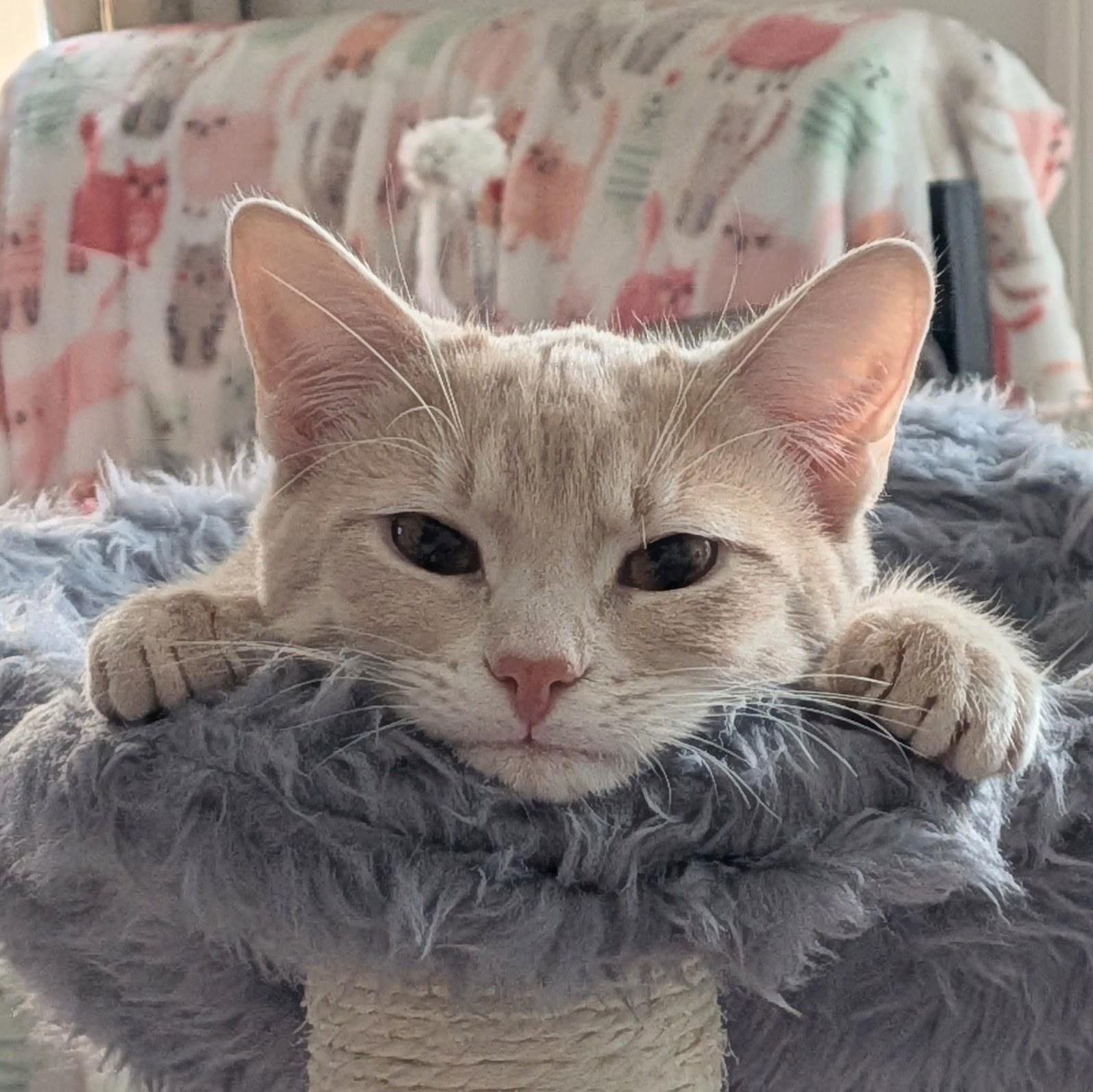 Silas , adopted, Kitten Male Domestic Short Hair.