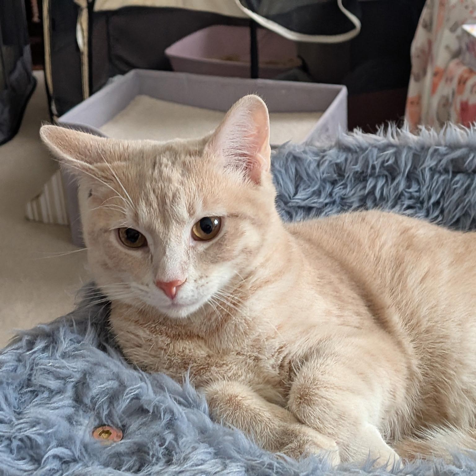 Silas , an adopted Domestic Short Hair in Lewis Center, OH image 2/2