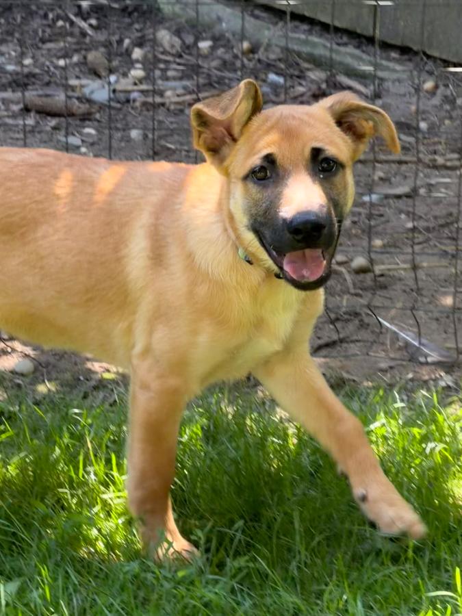 Enlarge Adira (8591), a Adoptable mixed breed in Lindenhurst, NY image 1/1