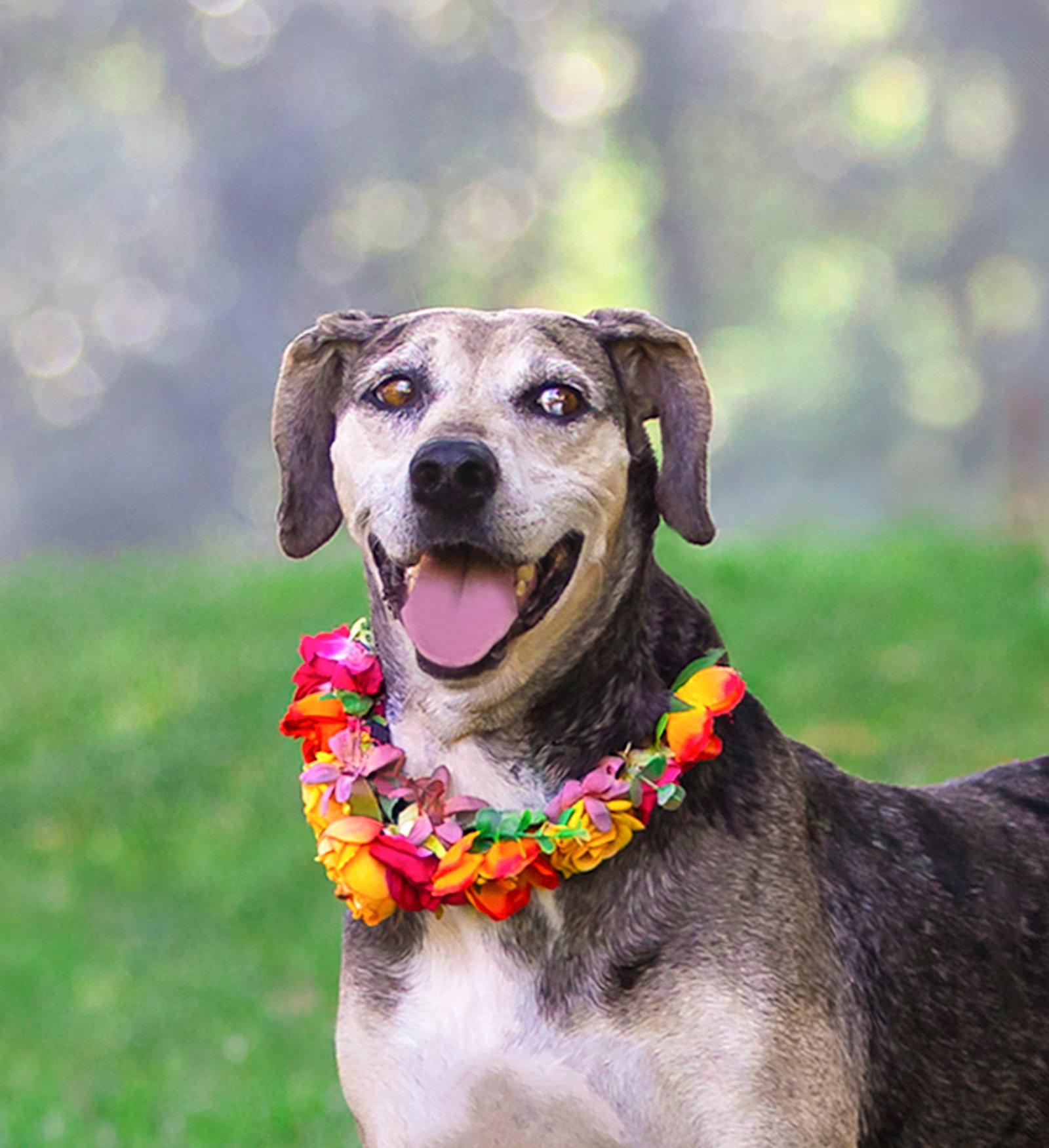 Skye, Adoptable, Adult Female Catahoula Leopard Dog.