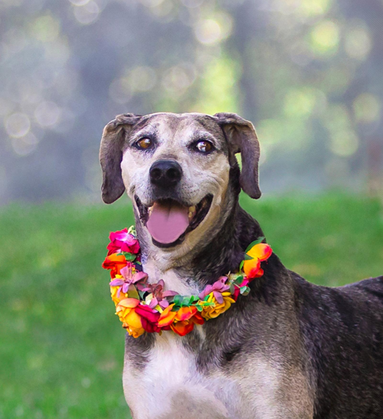 Skye, a Adoptable Catahoula Leopard Dog in Coatesville, PA image 2/3