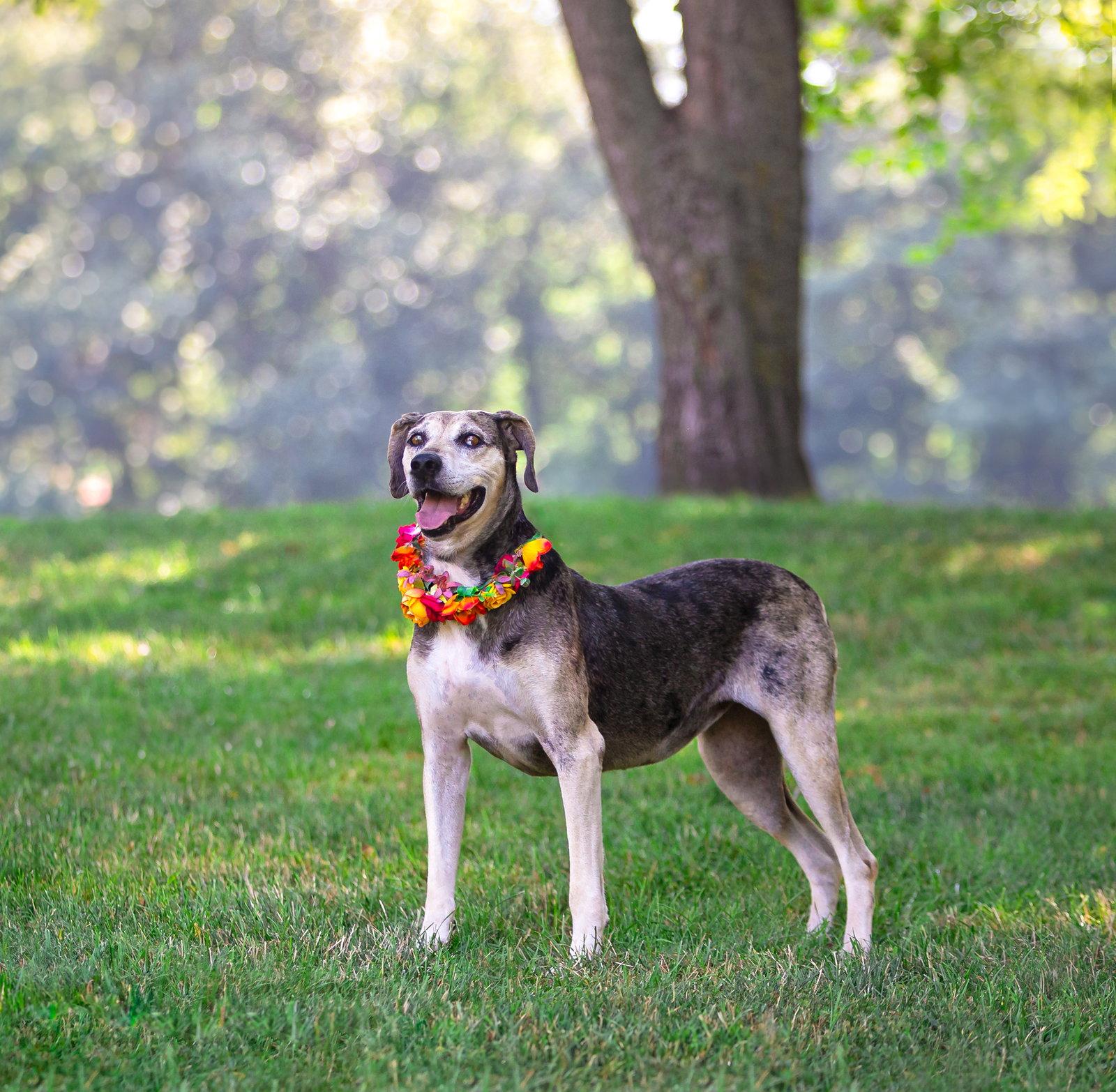 Skye, a Adoptable Catahoula Leopard Dog in Coatesville, PA image 3/3