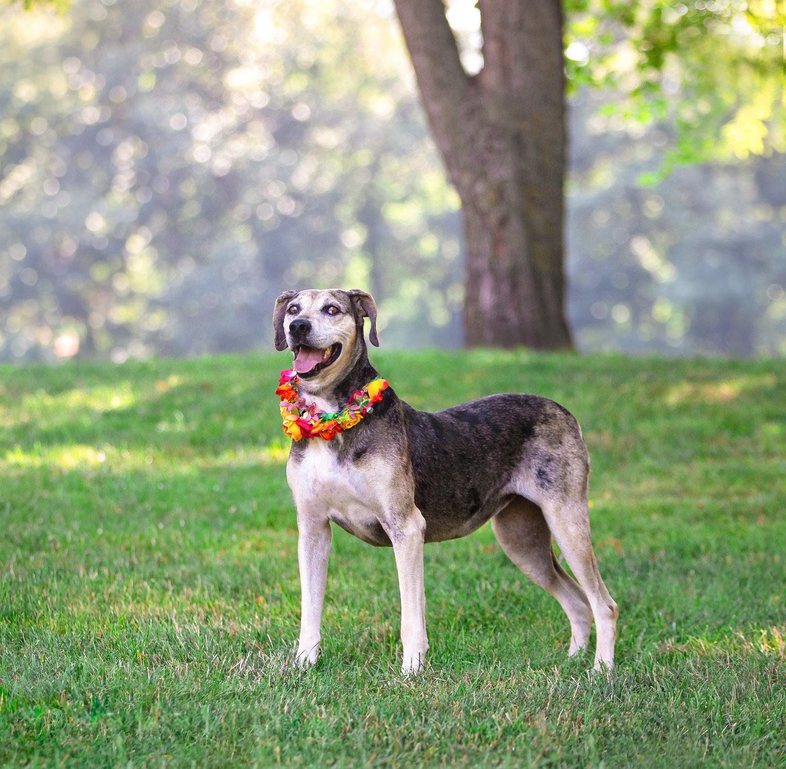 Skye, a Adoptable Catahoula Leopard Dog in Coatesville, PA image 2/3