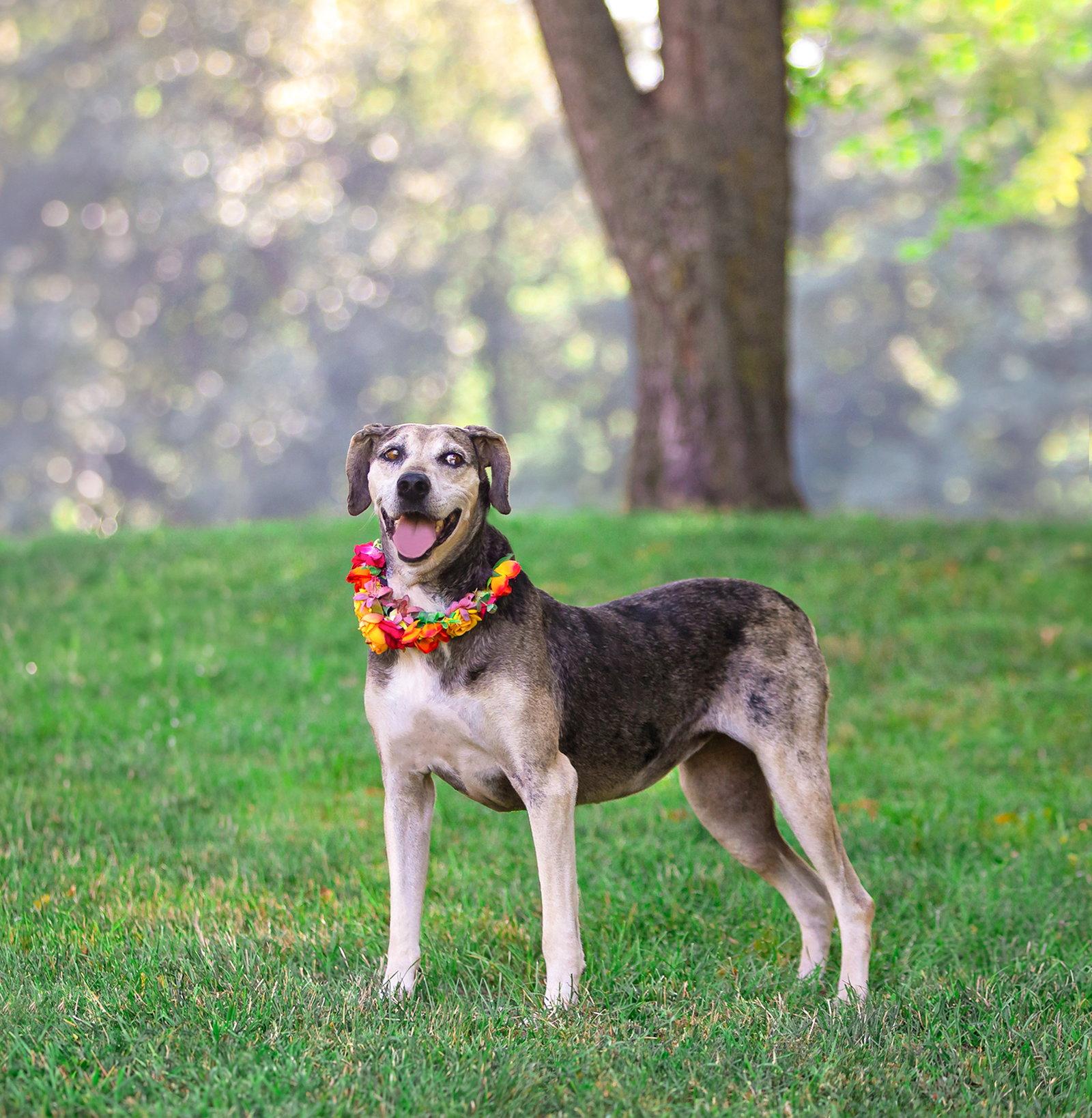 Skye, a Adoptable Catahoula Leopard Dog in Coatesville, PA image 3/3