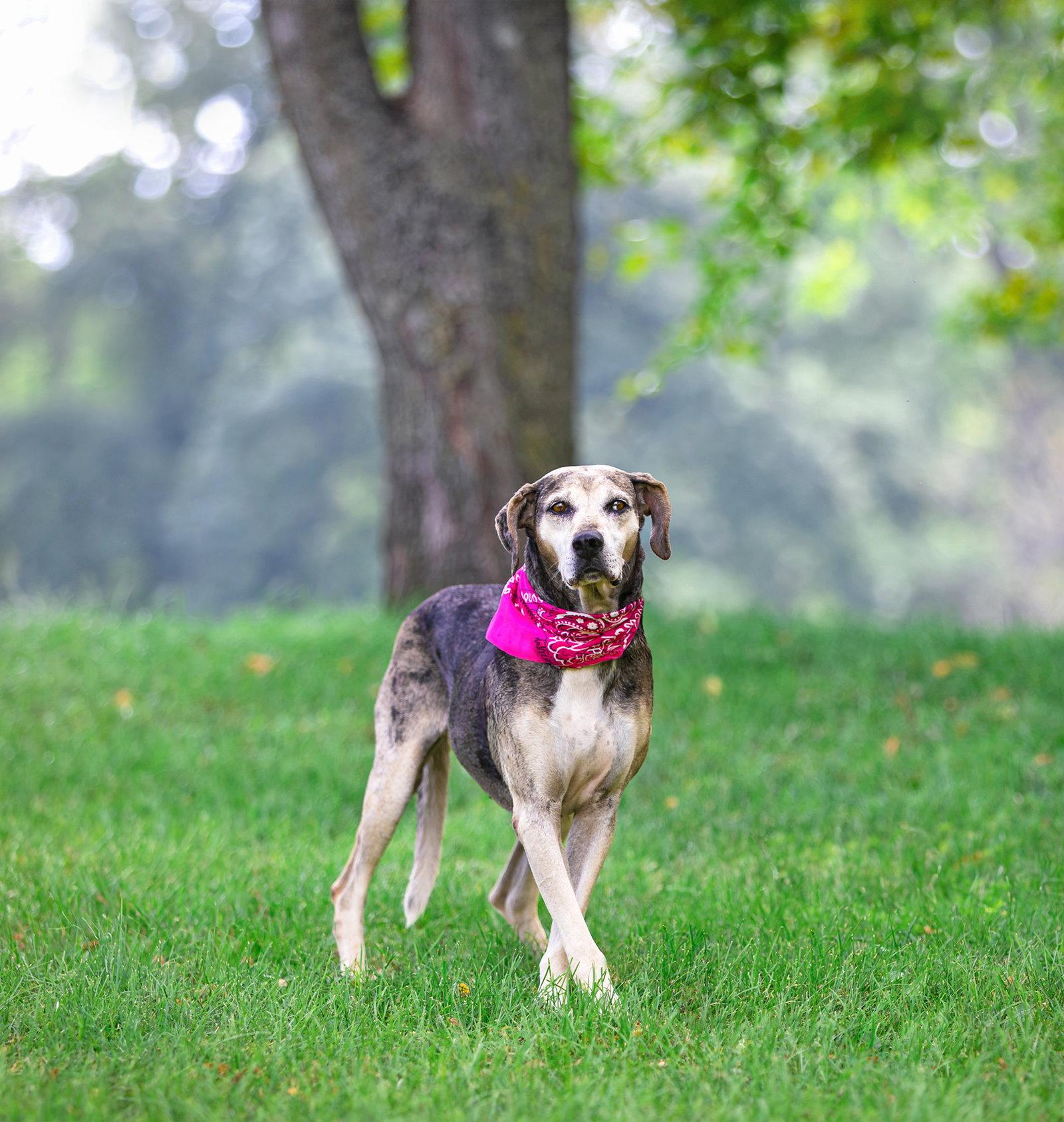 Enlarge Skye, a Adoptable Catahoula Leopard Dog in Coatesville, PA image 3/3