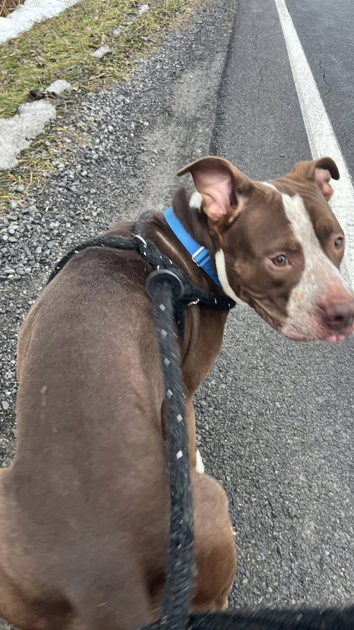 Enlarge Chestnut, a ADOPTABLE Terrier in North Syracuse, NY image 3/4