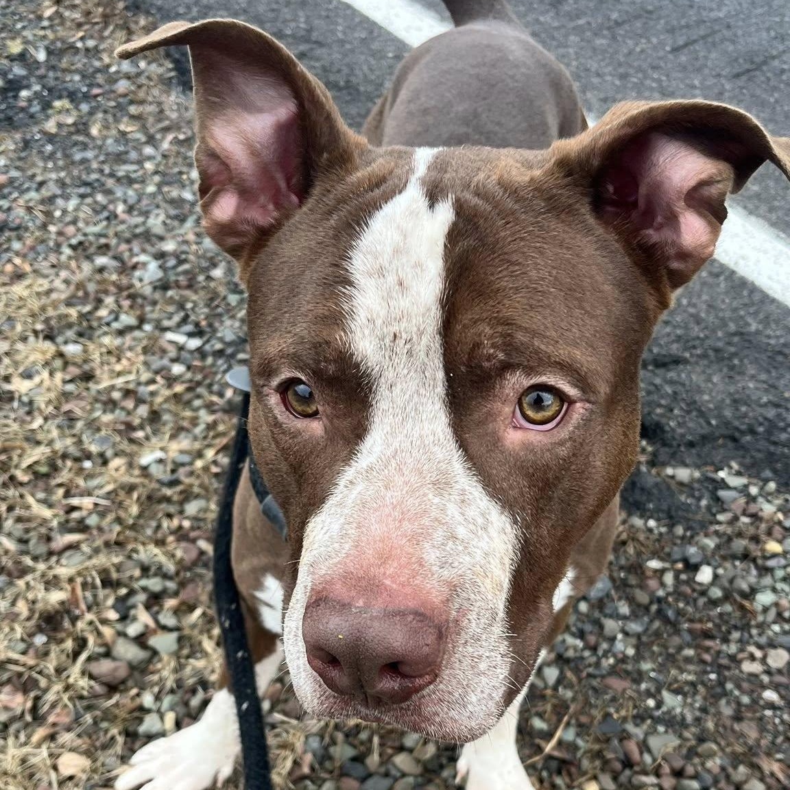 Enlarge Chestnut, a ADOPTABLE Terrier in North Syracuse, NY image 2/4