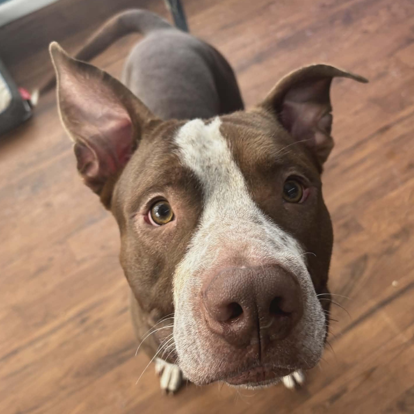 Chestnut, ADOPTABLE, Young Male Terrier.