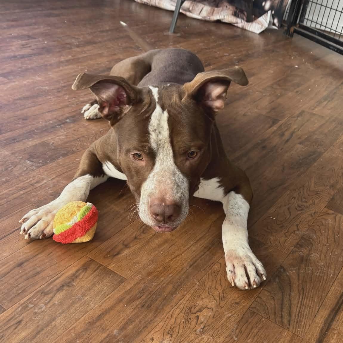 Enlarge Chestnut, a ADOPTABLE Terrier in North Syracuse, NY image 4/4