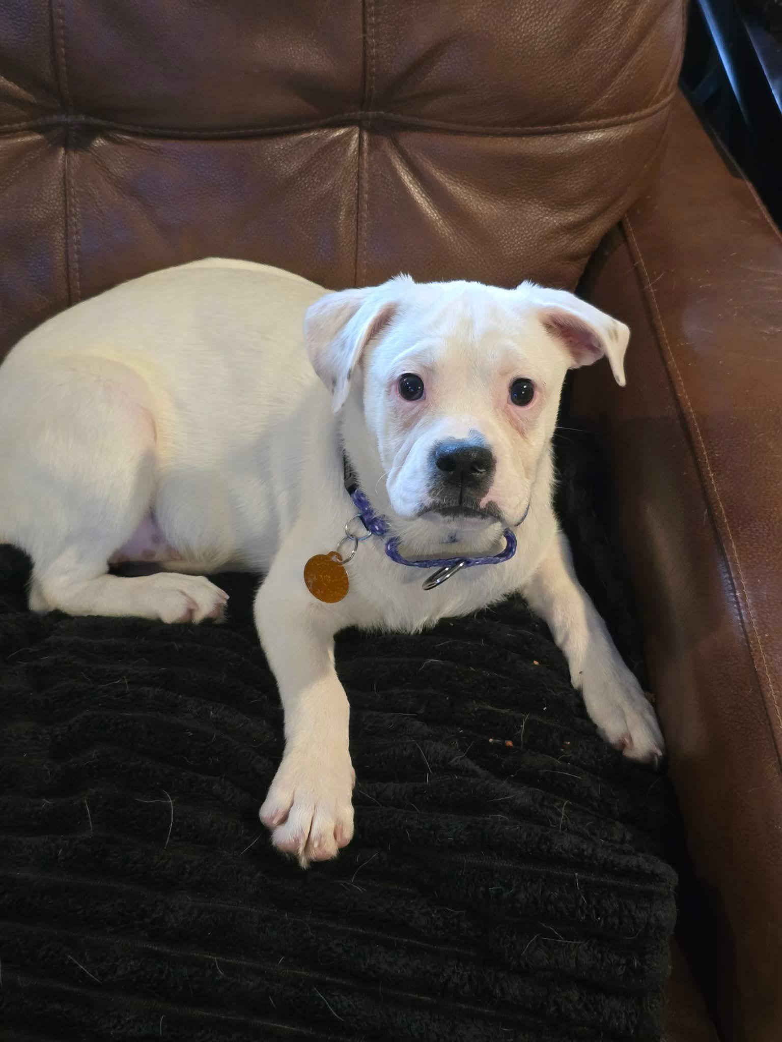 Enlarge Ruthie, a ADOPTABLE mixed breed in St. Clairsville, OH image 5/6