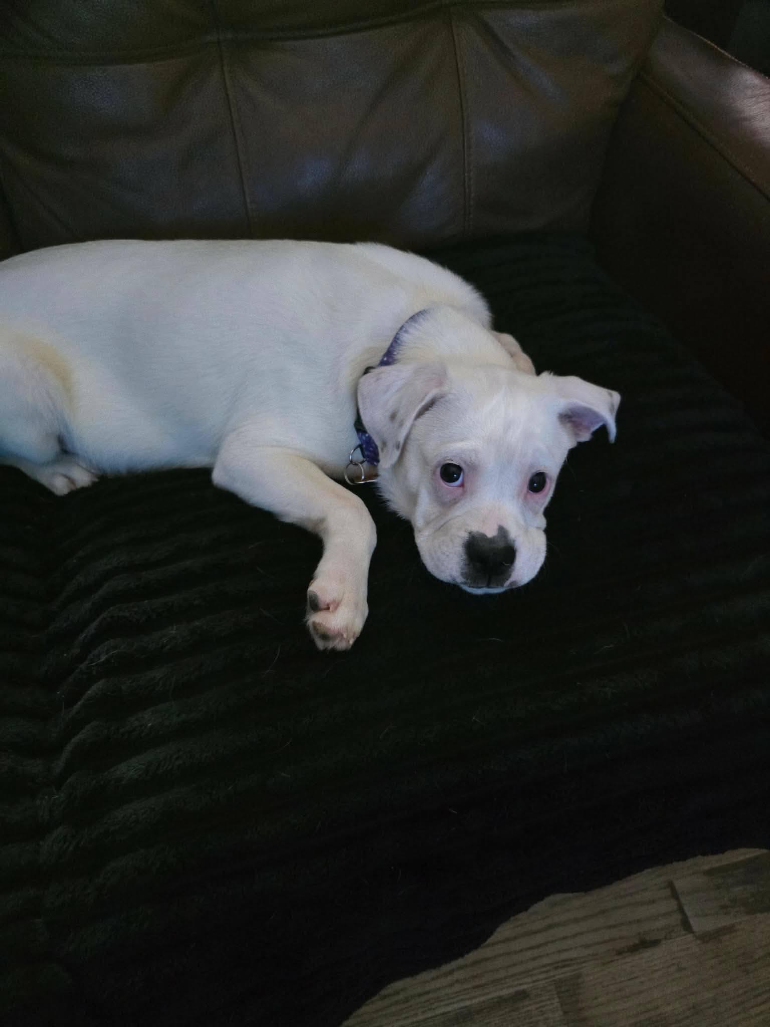 Enlarge Ruthie, a ADOPTABLE mixed breed in St. Clairsville, OH image 3/6