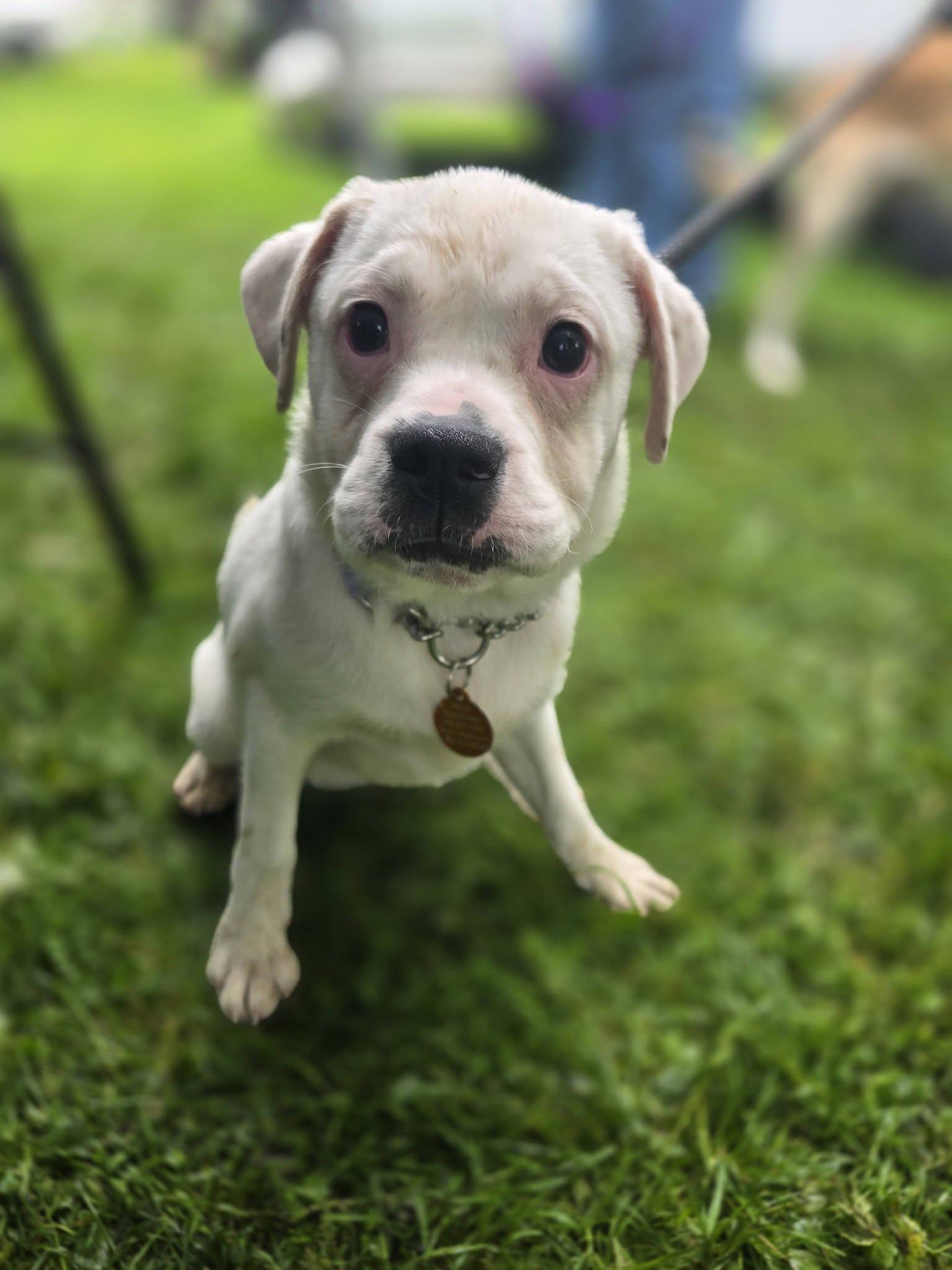 Enlarge Ruthie, a ADOPTABLE mixed breed in St. Clairsville, OH image 6/6