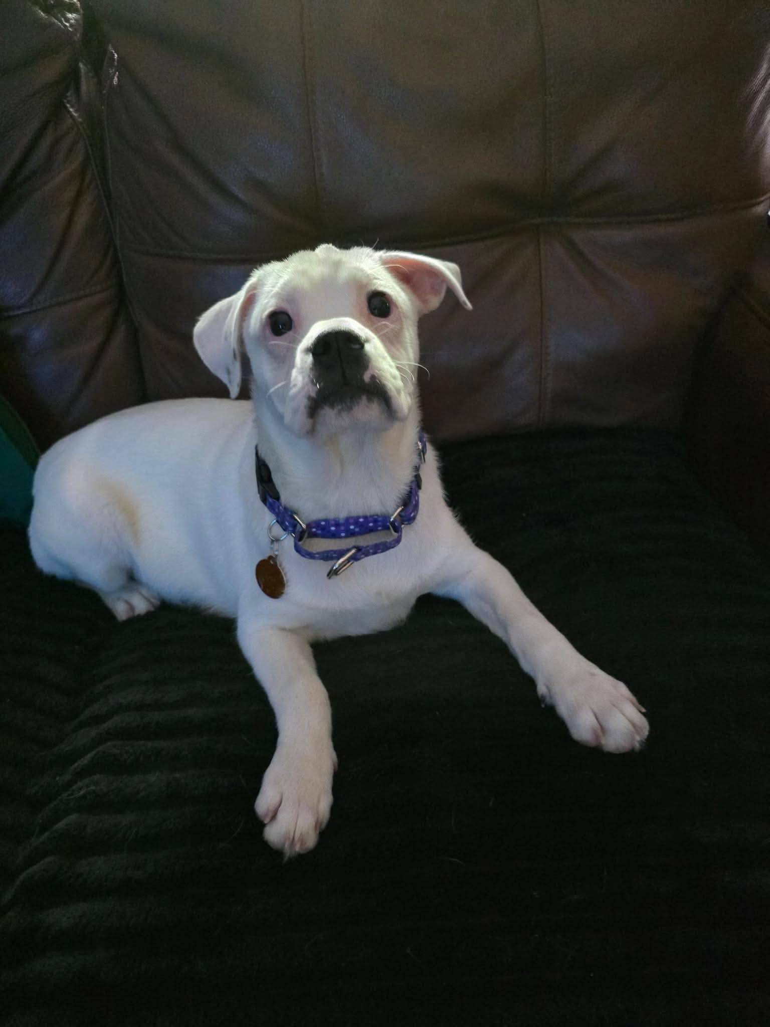 Enlarge Ruthie, a ADOPTABLE mixed breed in St. Clairsville, OH image 2/6