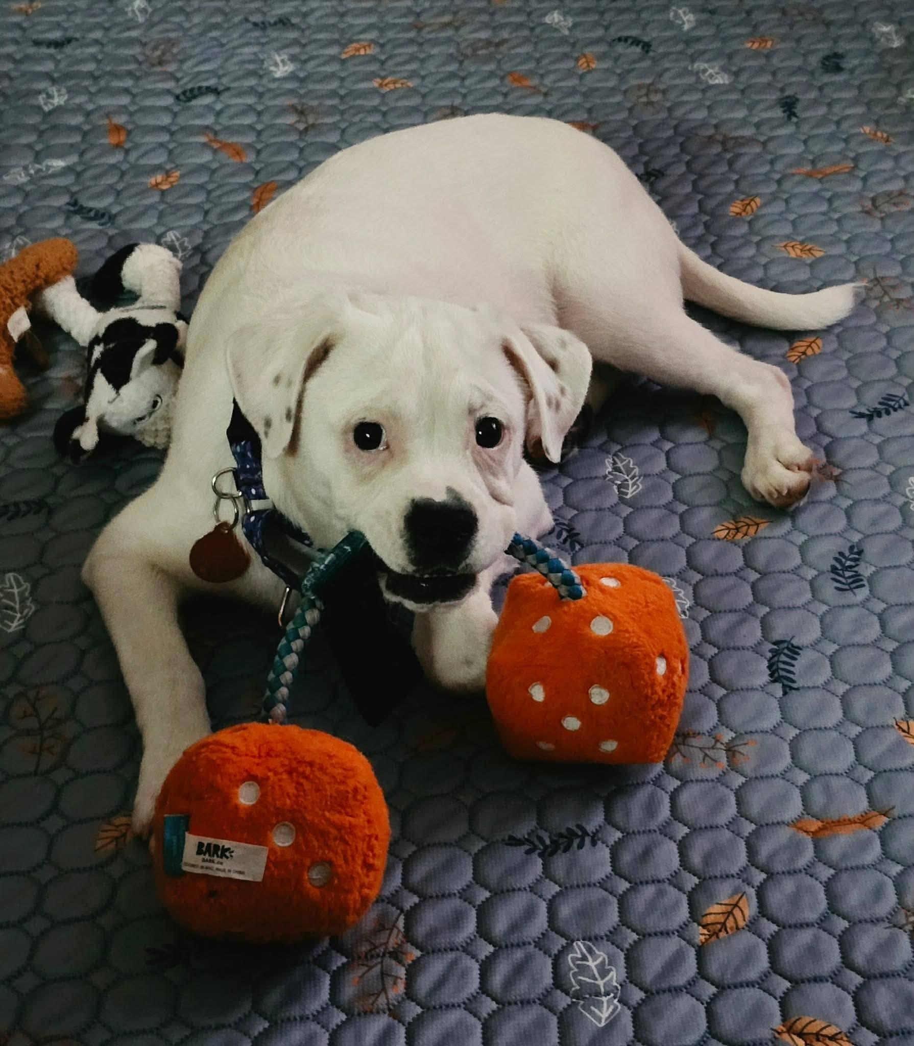 Ruthie, ADOPTABLE, Puppy Female Beagle & Bulldog.