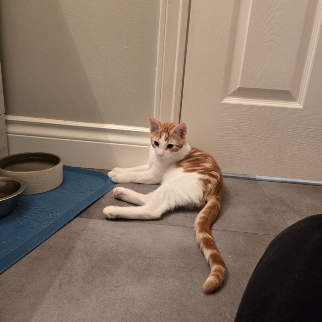 Eustace, Adoptable, Young Male Domestic Short Hair.