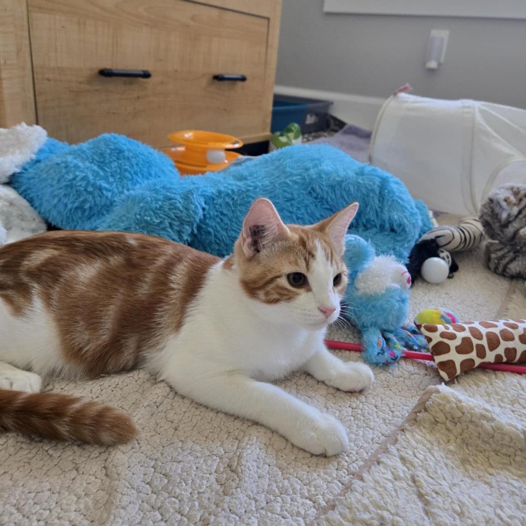 Enlarge Eustace, a Adoptable Domestic Short Hair in Abbotsford, BC image 2/4