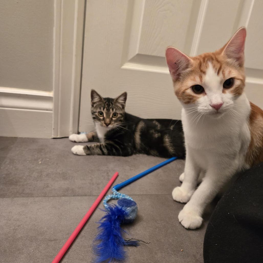 Enlarge Eustace, a Adoptable Domestic Short Hair in Abbotsford, BC image 3/4