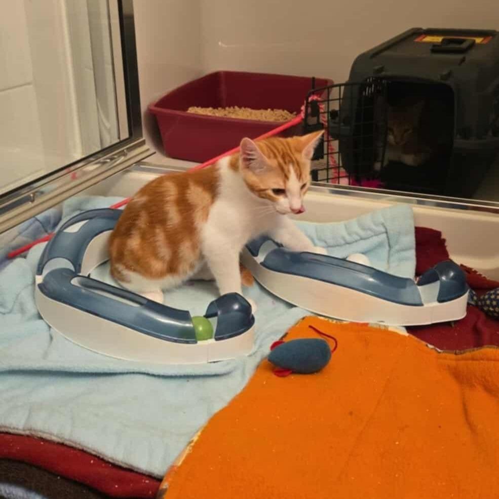 Enlarge Eustace, a Adoptable Domestic Short Hair in Abbotsford, BC image 4/4