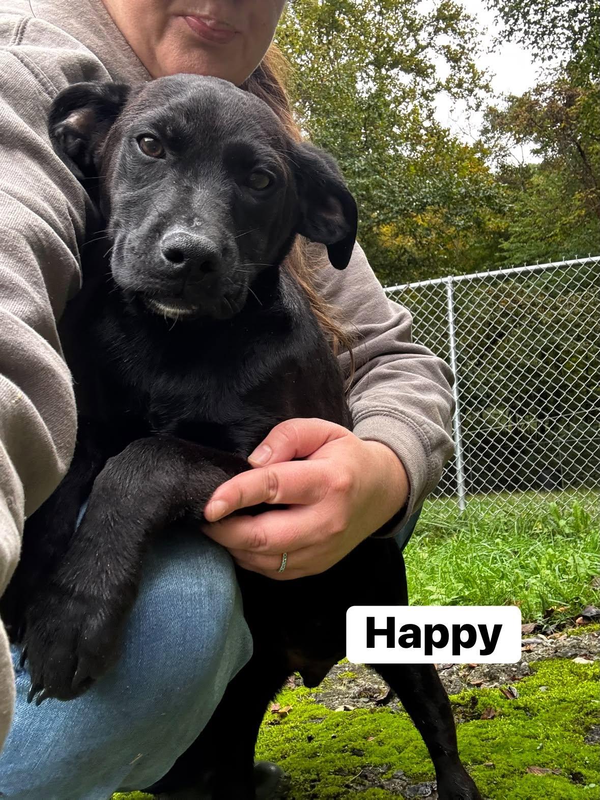 Happy (13wo, 20lbs), Adoptable, Puppy Male Hound.
