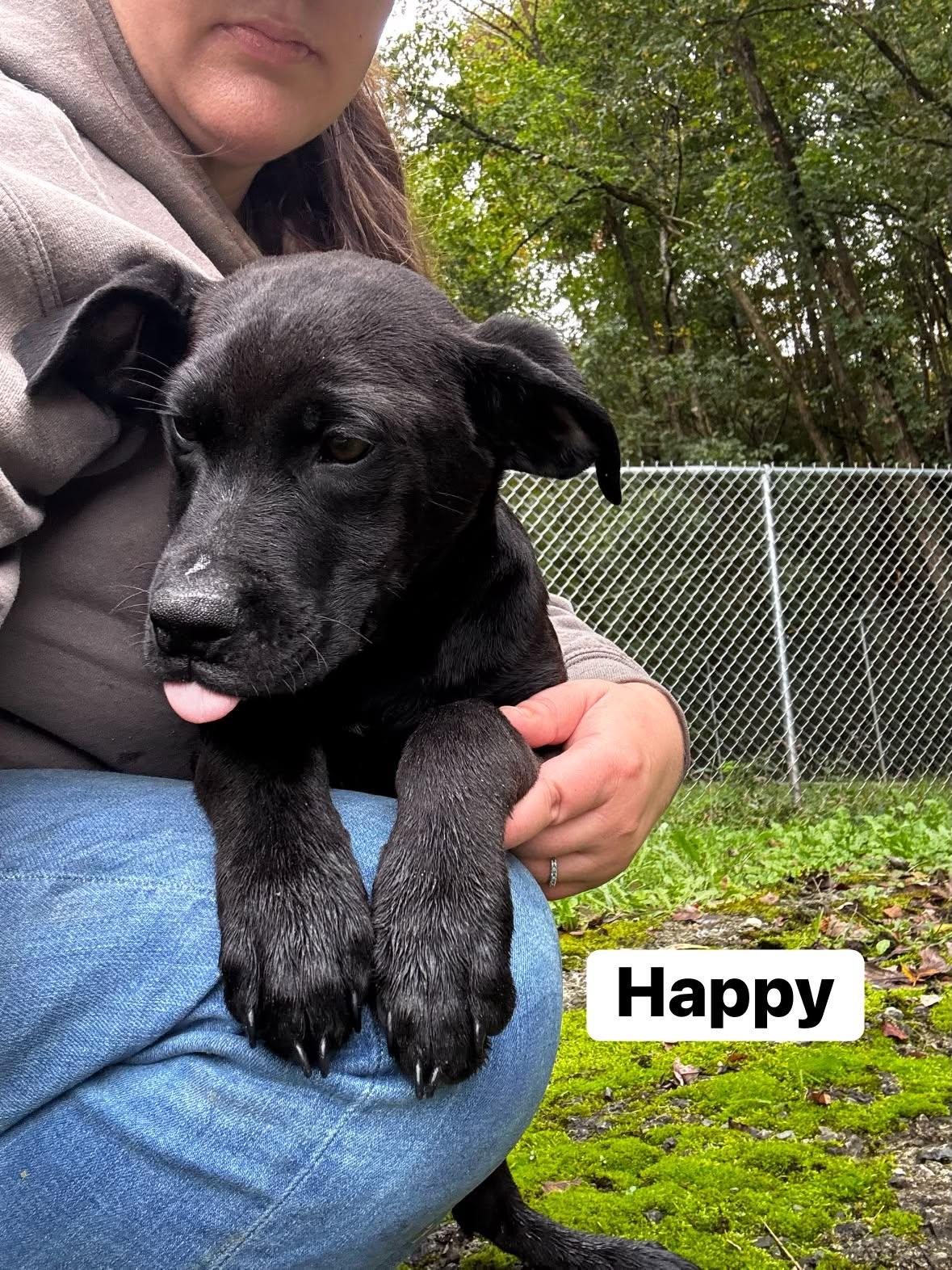 Enlarge Happy (13wo, 20lbs), a Adoptable Hound in Hinton, WV image 2/2