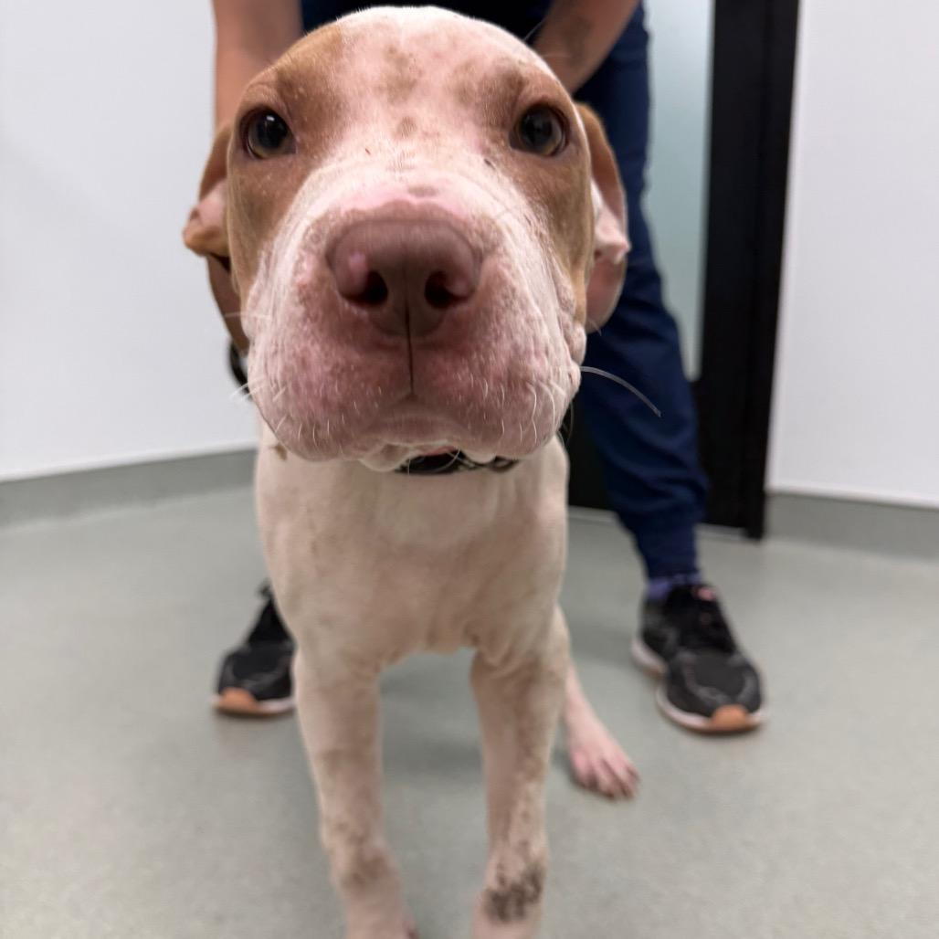 Whimsey, Adoptable, Puppy Female Shar-Pei & Mixed Breed.