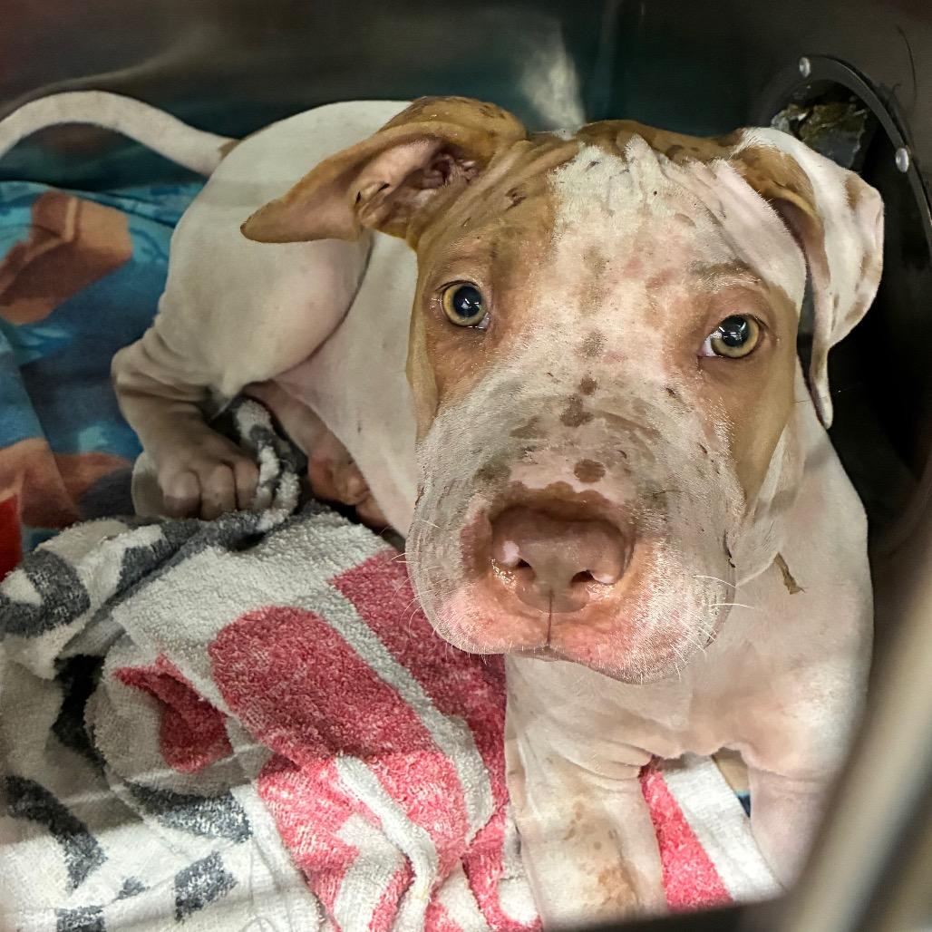Enlarge Whimsey, a Adoptable mixed breed in Abilene, TX image 2/4