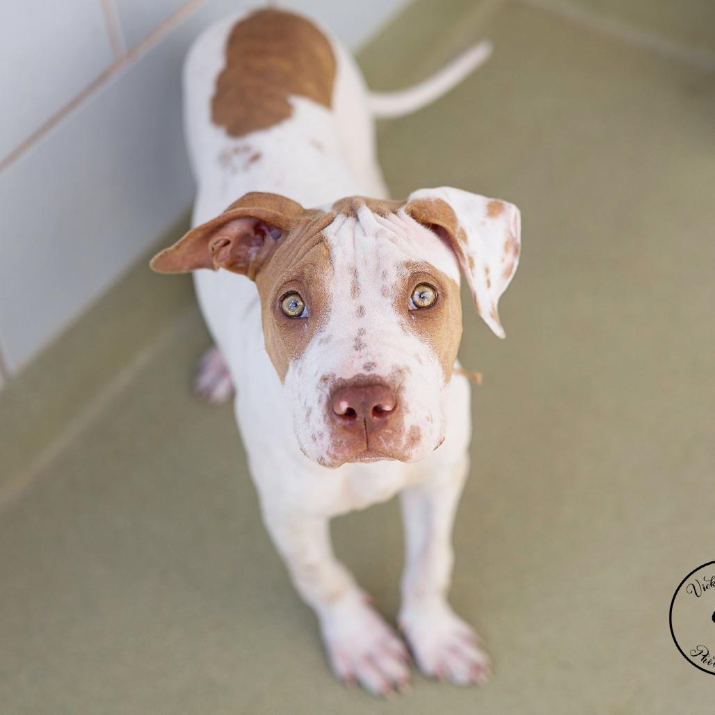Enlarge Whimsey, a Adoptable mixed breed in Abilene, TX image 3/4