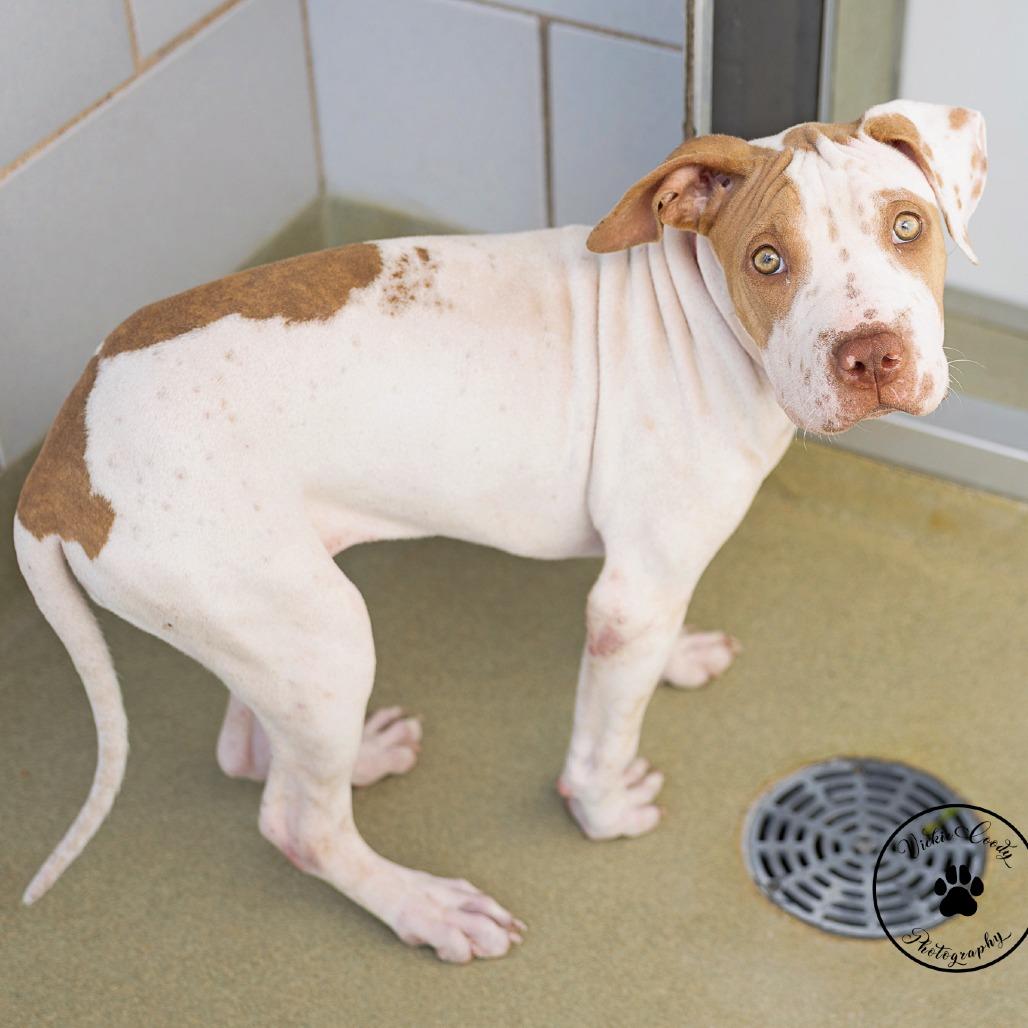 Enlarge Whimsey, a Adoptable mixed breed in Abilene, TX image 4/4