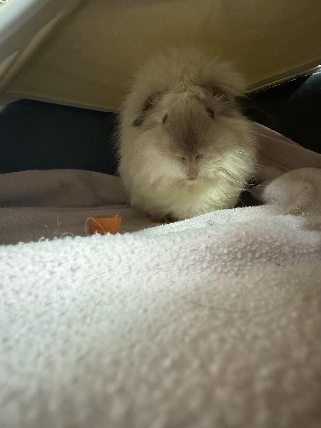 Enlarge Boo, an adopted Guinea Pig in Huntington, WV image 4/4