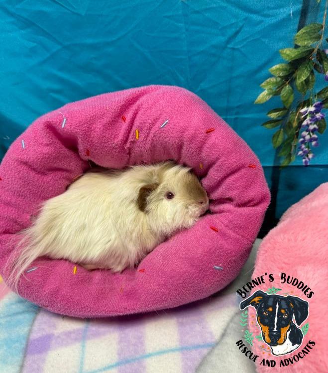 Enlarge Boo, an adopted Guinea Pig in Huntington, WV image 2/4