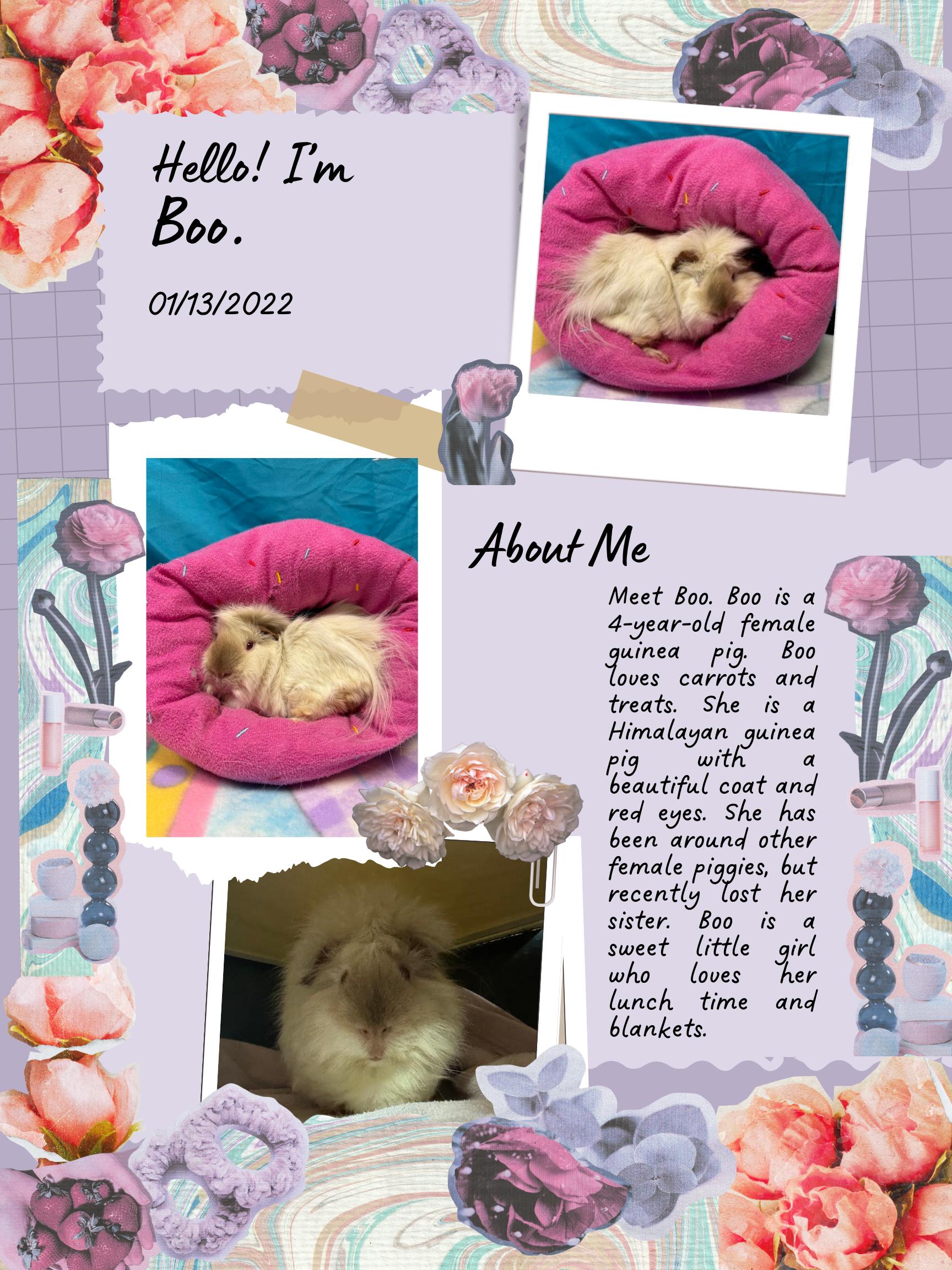 Boo, adopted, Senior Female Guinea Pig.